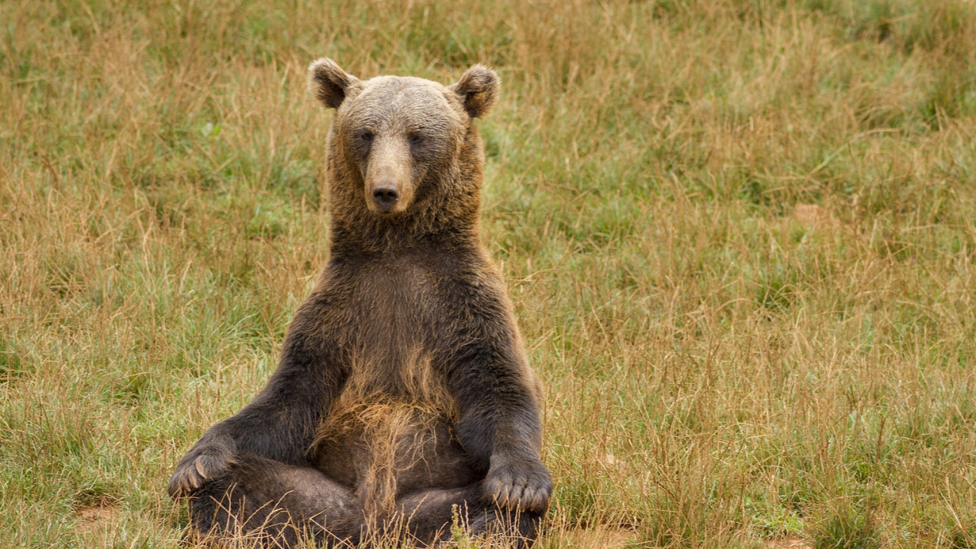 דוב מודט בטבע (צילום: שאטרסטוק)