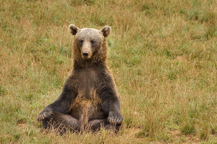 דוב מודט בטבע (צילום: שאטרסטוק)