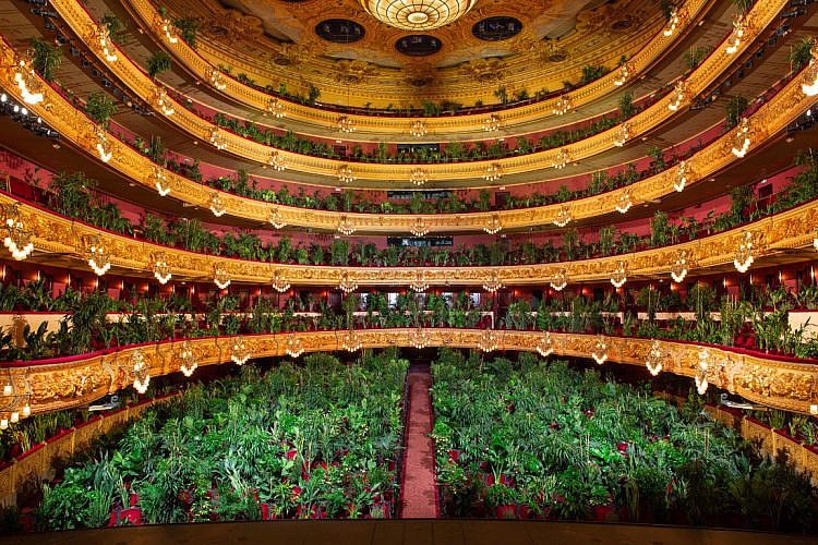 תודה, קורונה. קונצרט ל-2,292 עציצים בבית האופרה בברצלונה