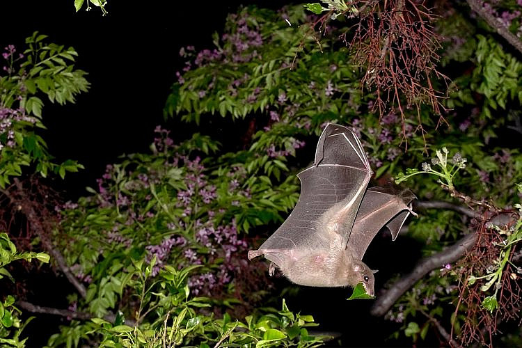 עטלף מתקרחן בסביבות הסנטר. מתוך התערוכה "בליינד דייט עם עטלף" (צילום: יובל ברקאי)
