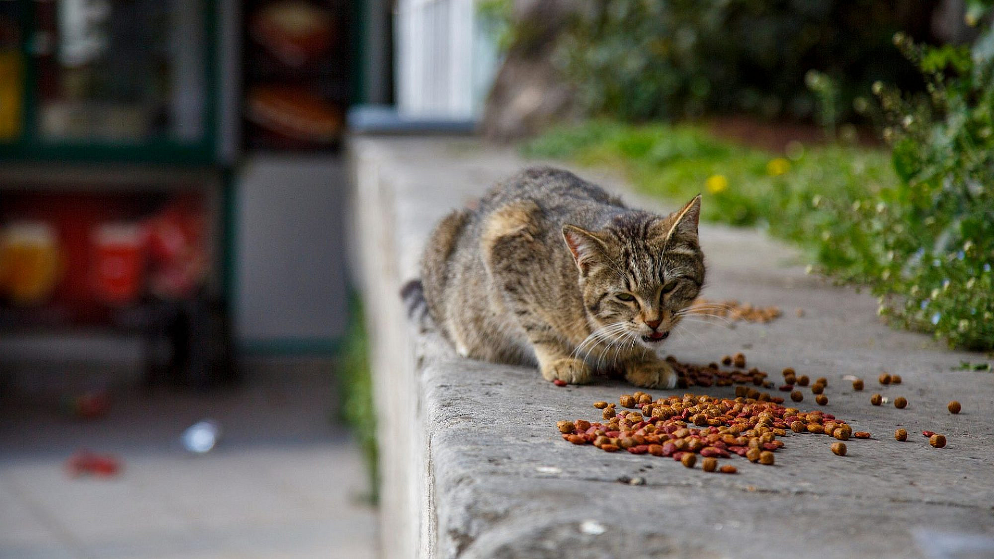 ככה מאכילים חתולים? מגיעה להם לכל הפחות פינת האכלה מסודרת, אם לא לשלוט בעולם (צילום: שאטרסטוק)