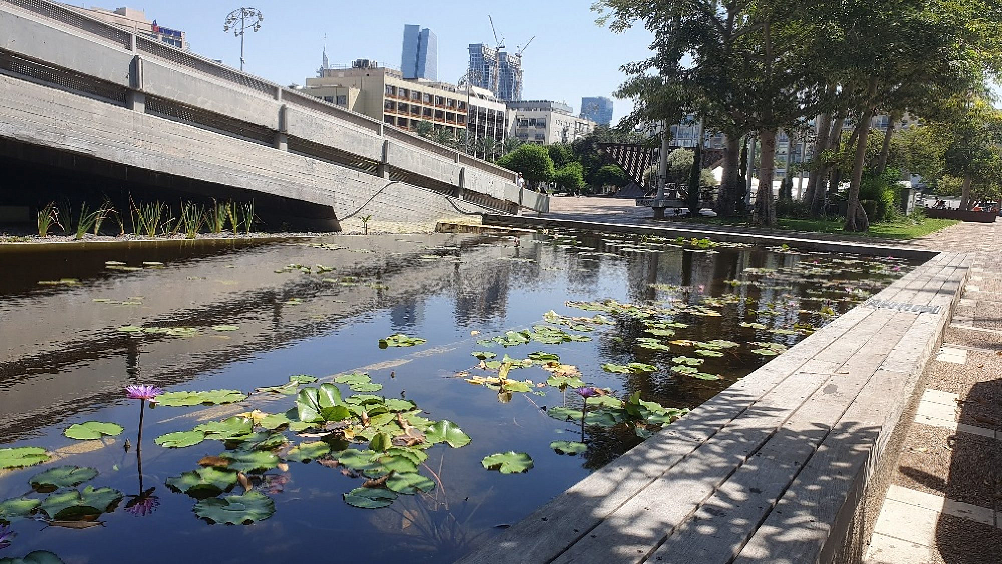 הבריכה האקולוגית החדשה בכיכר רבין. צילום: עיריית ת"א-יפו