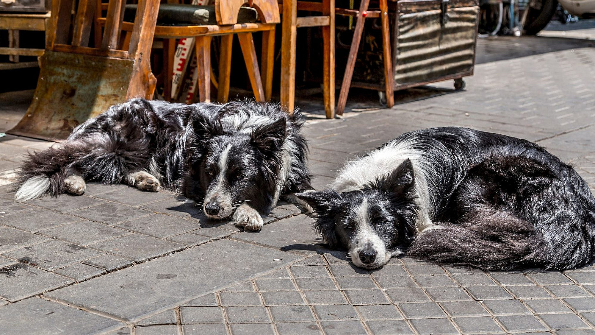 כלבים בתל אביב  (צילום: shutterstock)
