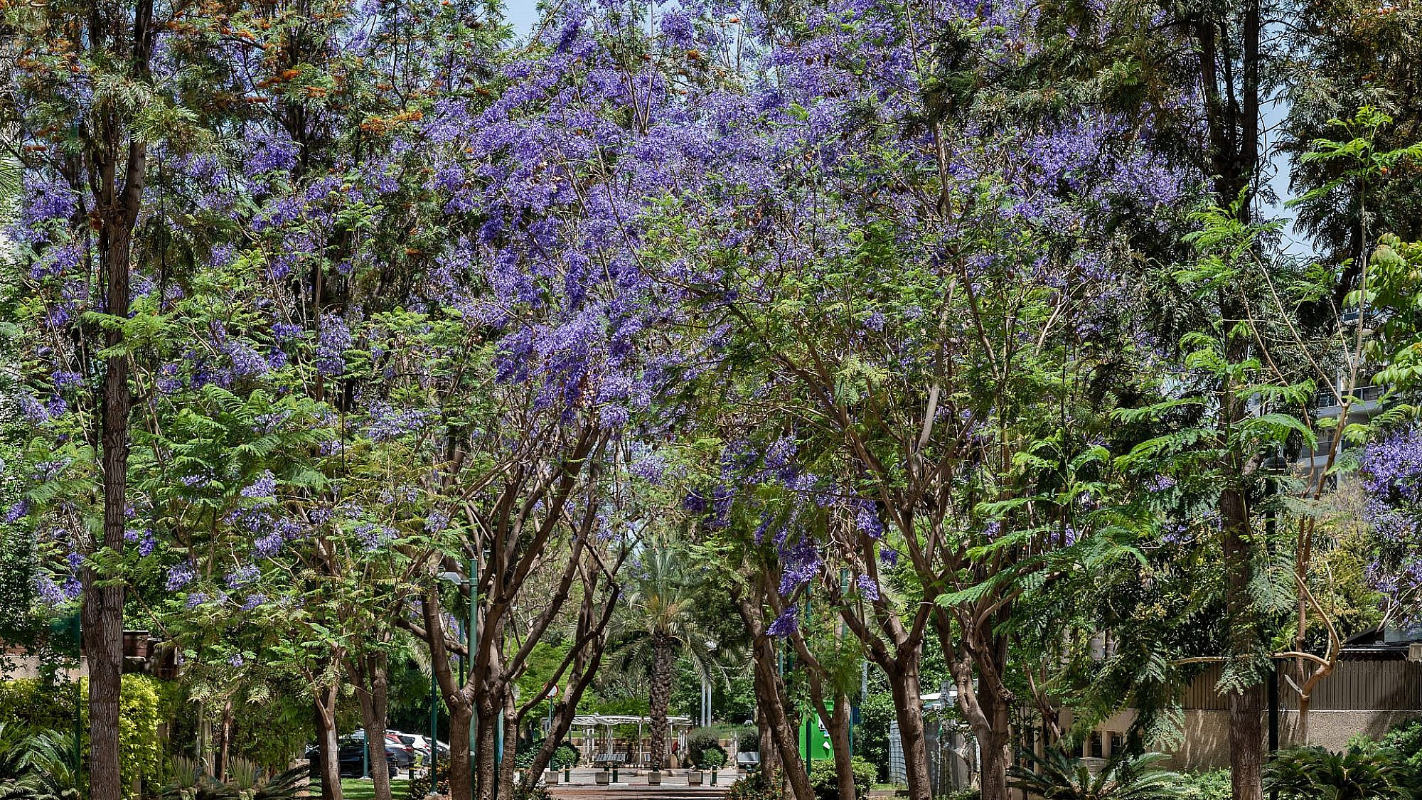 עצי סיגלון בתל אביב. צילום: shutterstock