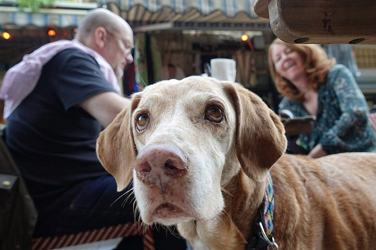 כלב תל אביבי שהיינו חייבים לומר לו שלום. צילום: shutterstock