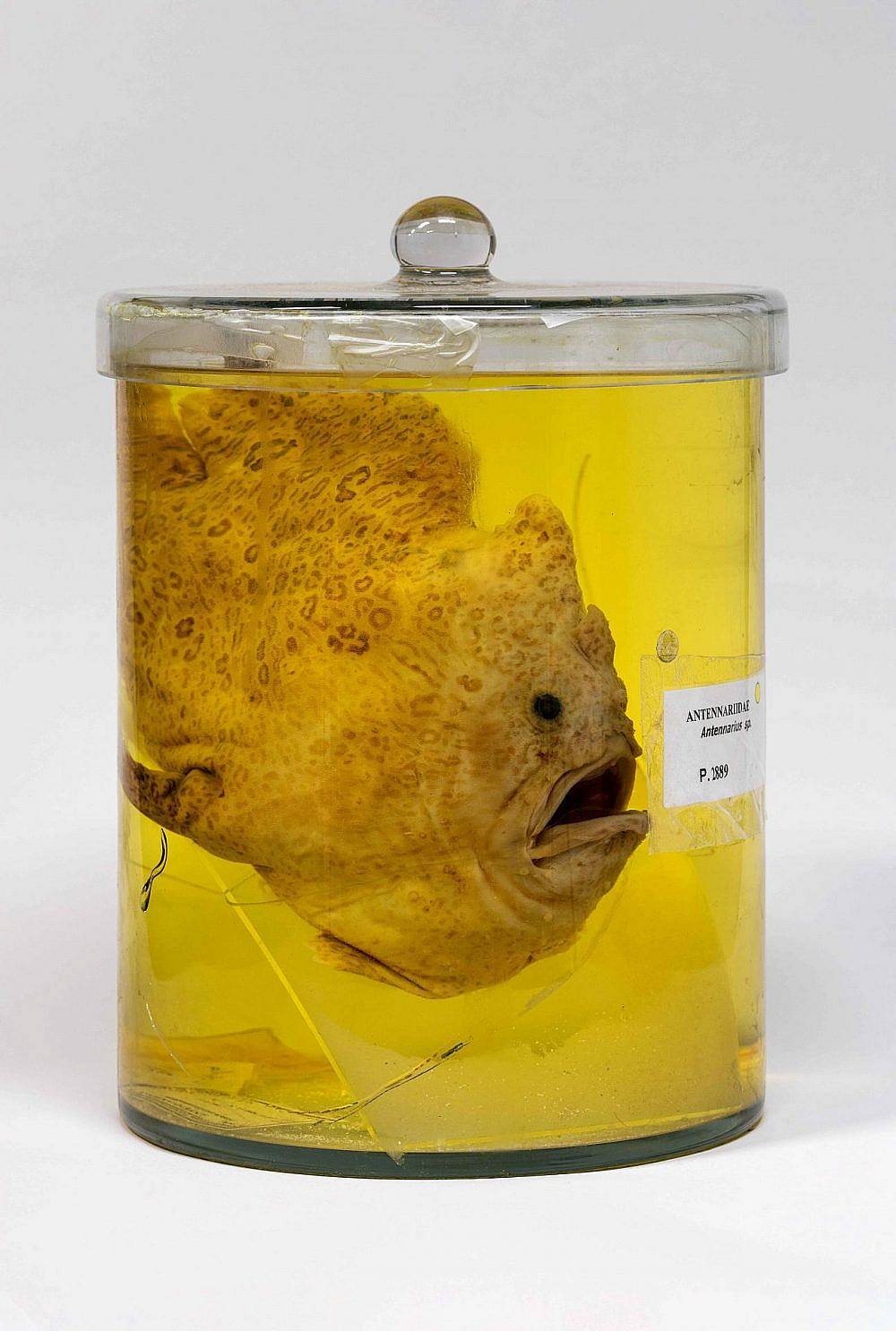 עבודה של קרן גלר, גלריה רו ארט (צילום באדיבות הגלריה)