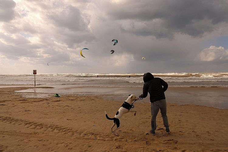 "נשבע לך, אני חוזר עוד שבוע". כלב בחוף בתל אביב (צילום: GettyImages)