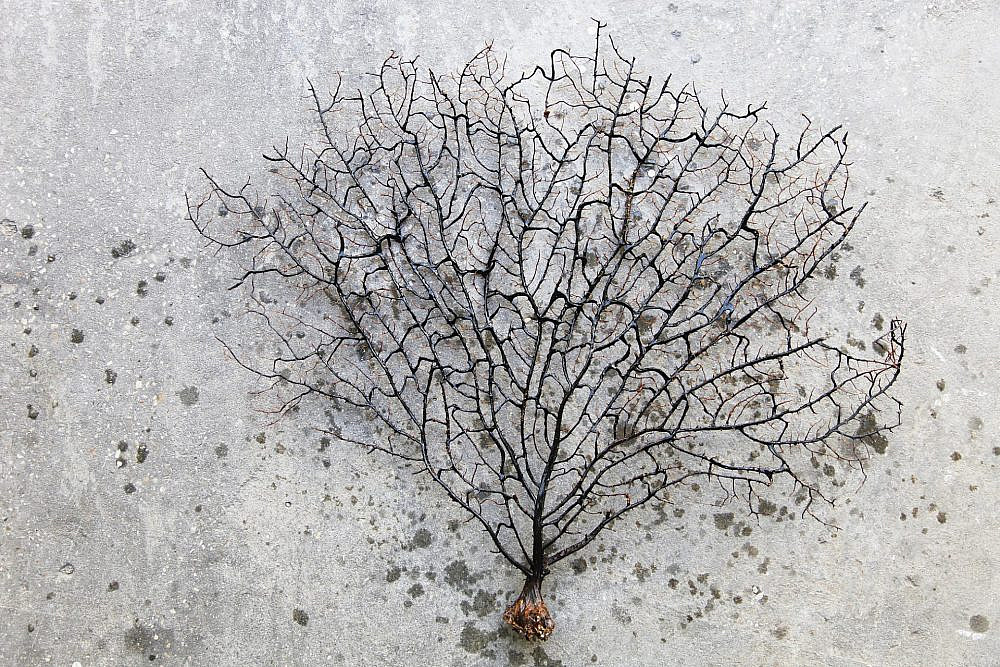 יהודית שרייבר, גלריה פרימיטיב