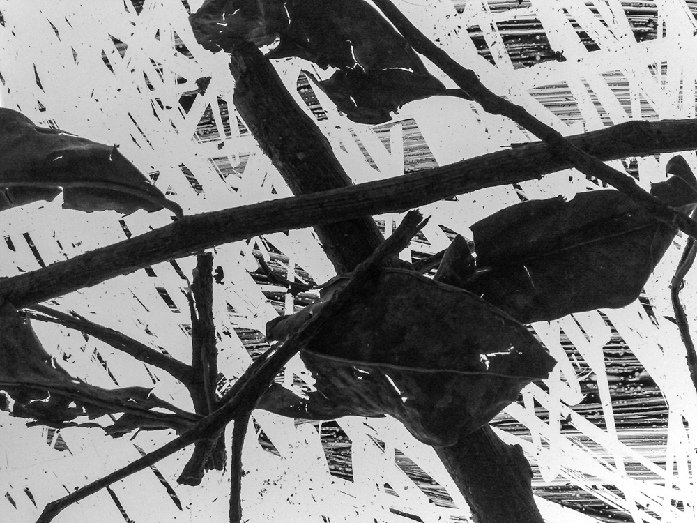 גלעד אופיר, שבטי ישראל