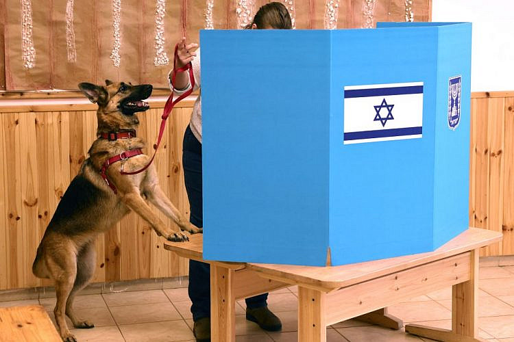מי משפיע על ההליך הדמוקרטי? מי כלב טוב?בחירות (צילם: רונלד שמידיט/AFP/גטי אימיג'ס)