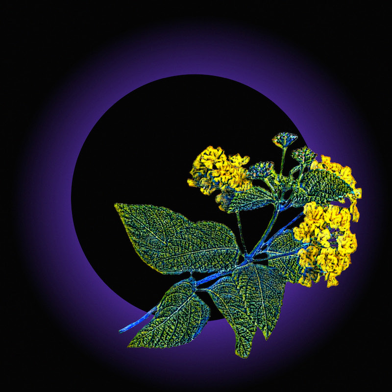 סטודיו MA, בית ליבלינג