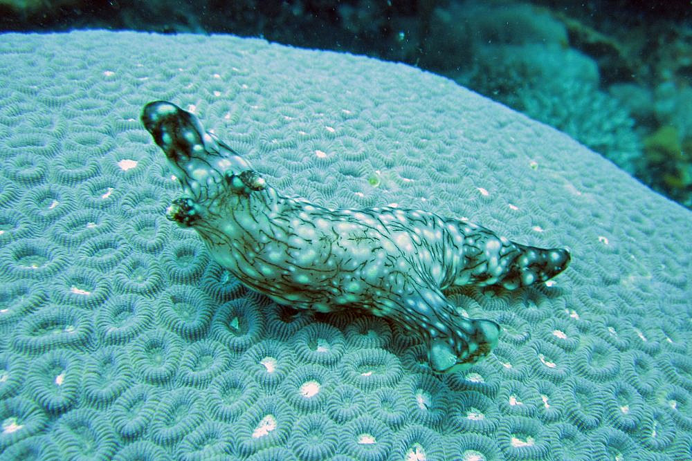 יצחק פטרבורג, הגלריה לאמנות שבטית