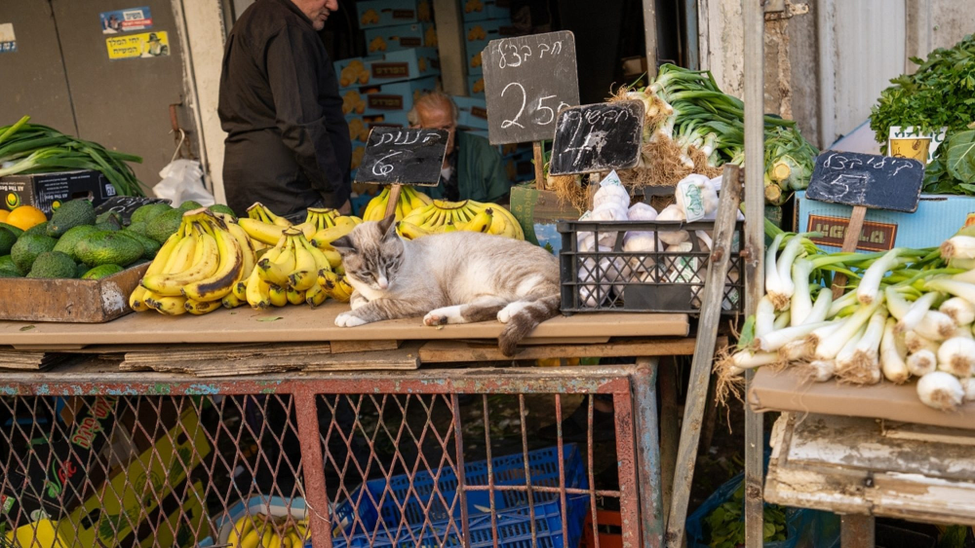 מקום טוב לחתולים הוא מקום טוב עבורנו. שוק תלפיות חיפה. צילום: shutterstock