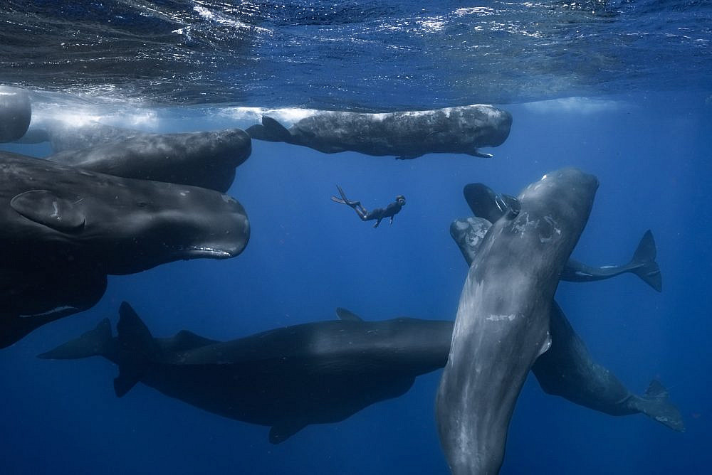 "פטריק והלוויתנית", דוקאביב 2023. צילום: TERRA MATER STUDIOS GMBH ROMAIN BARATS "פטריק והלוויתנית", דוקאביב 2023. צילום: TERRA MATER STUDIOS GMBH ROMAIN BARATS