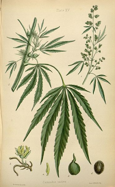 1852 The Flora Homoeopathica