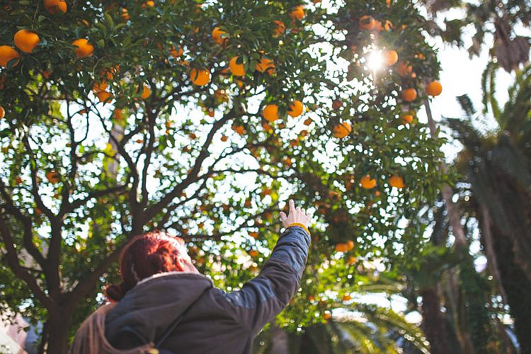 למה ככה, קחי מקטפה. עץ תפוז בעיר (צילום: Kosamtu/גטי אימג'ס)