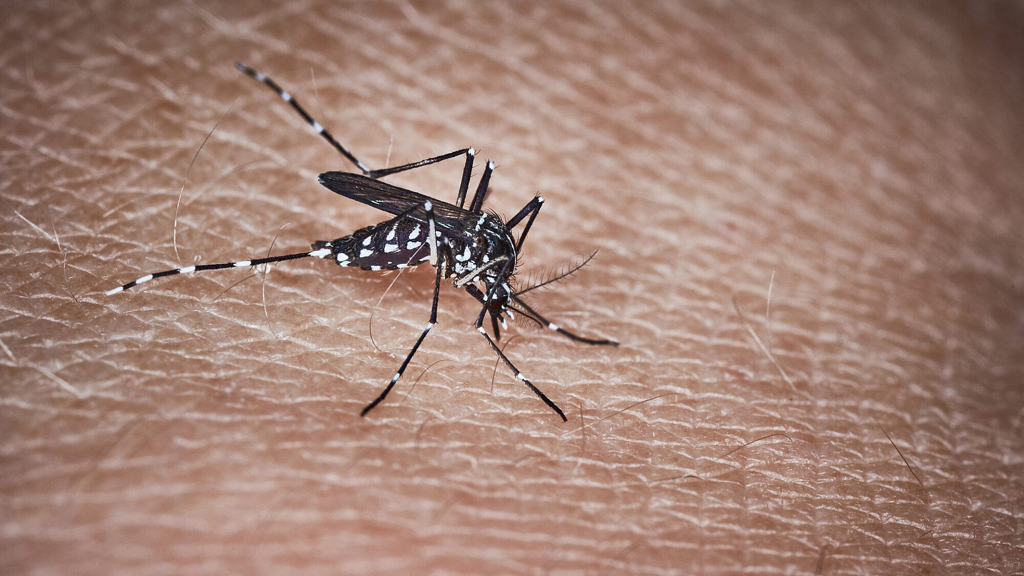 מוצצים את דמנו. יתוש נמר אסייתי (צילום: ראסיקה סקהארה/גטי אימג'ס)