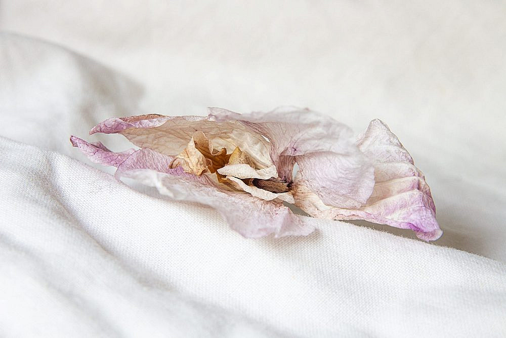 יעל מאירי, גלריה אינדי