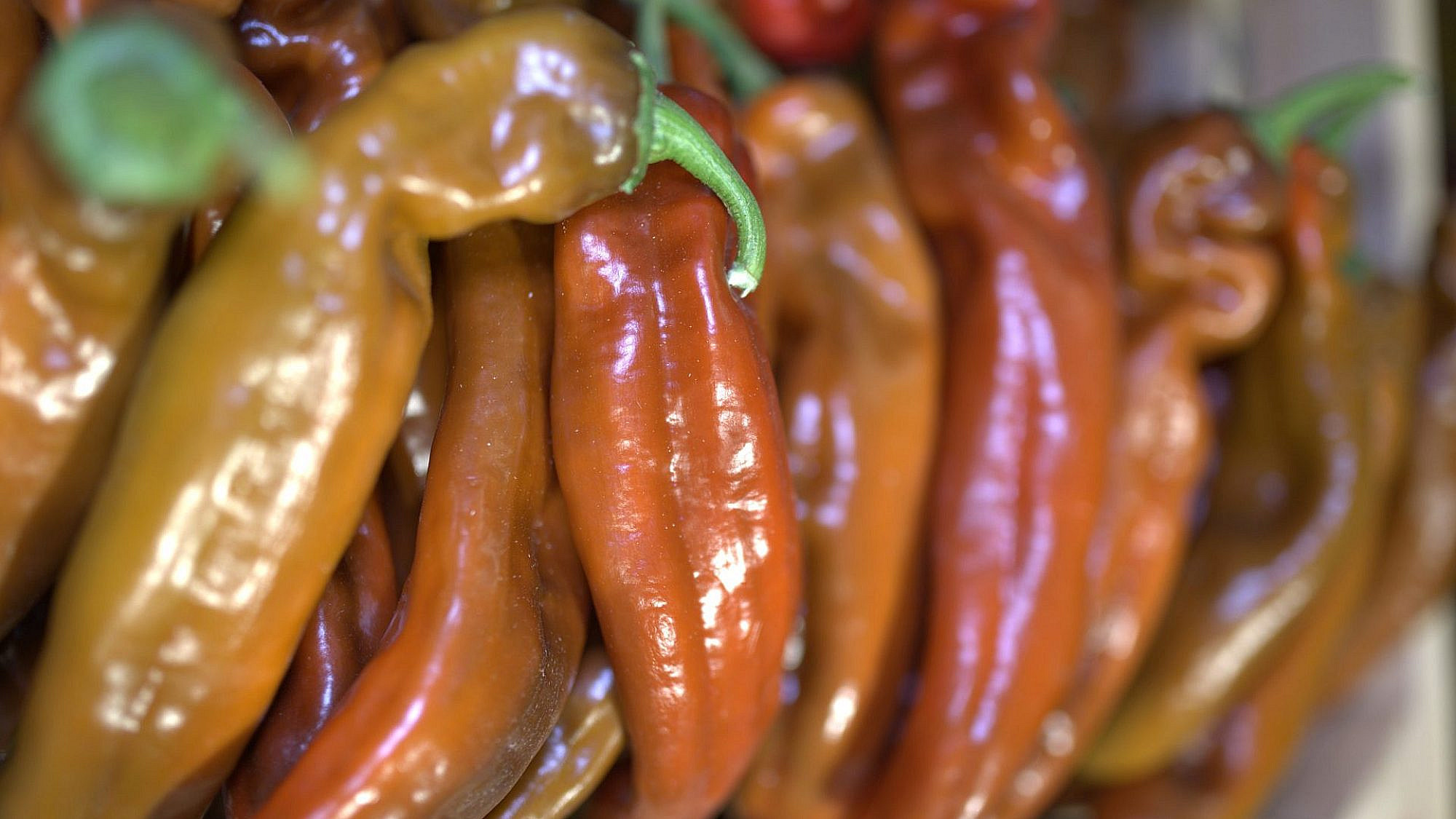 הירקות של ORTO. צילום: יח"צ הירקות של ORTO. צילום: יח"צ