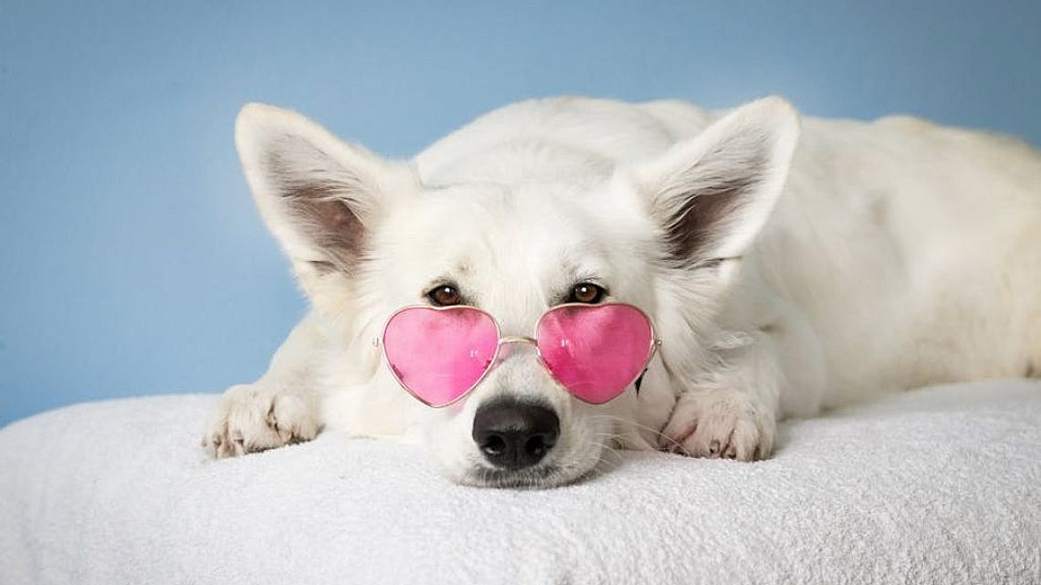 הטרנדים החמים בעולם הכלבים: אופנה, אוכל, בריאות וביטוח לכלב. צילום: Simona Kidrič באתר PEXELS