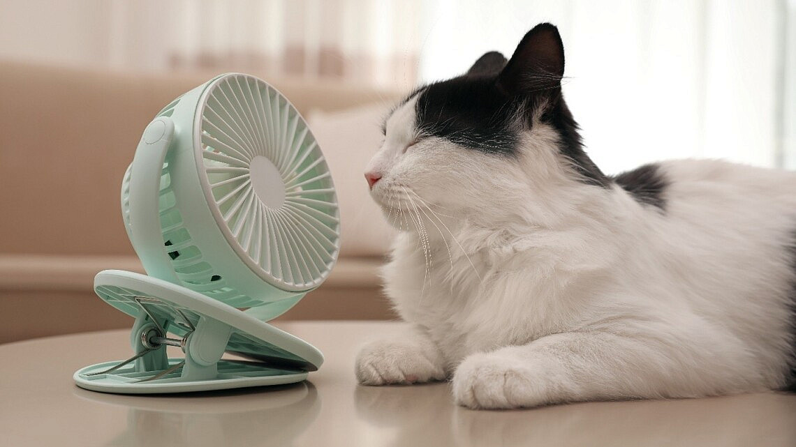 צילום: Shutterstock