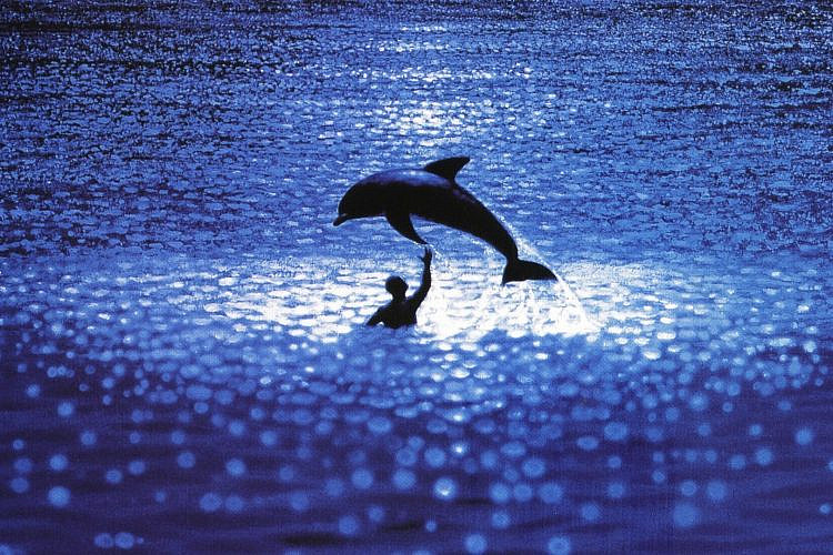 "הכחול הגדול", לוק בסון (צילום: יחסי ציבור)