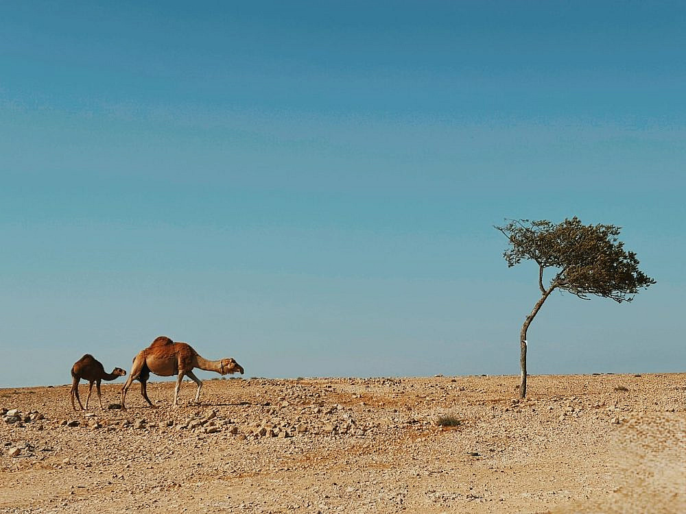 שירה רזיאל, בפנוכו