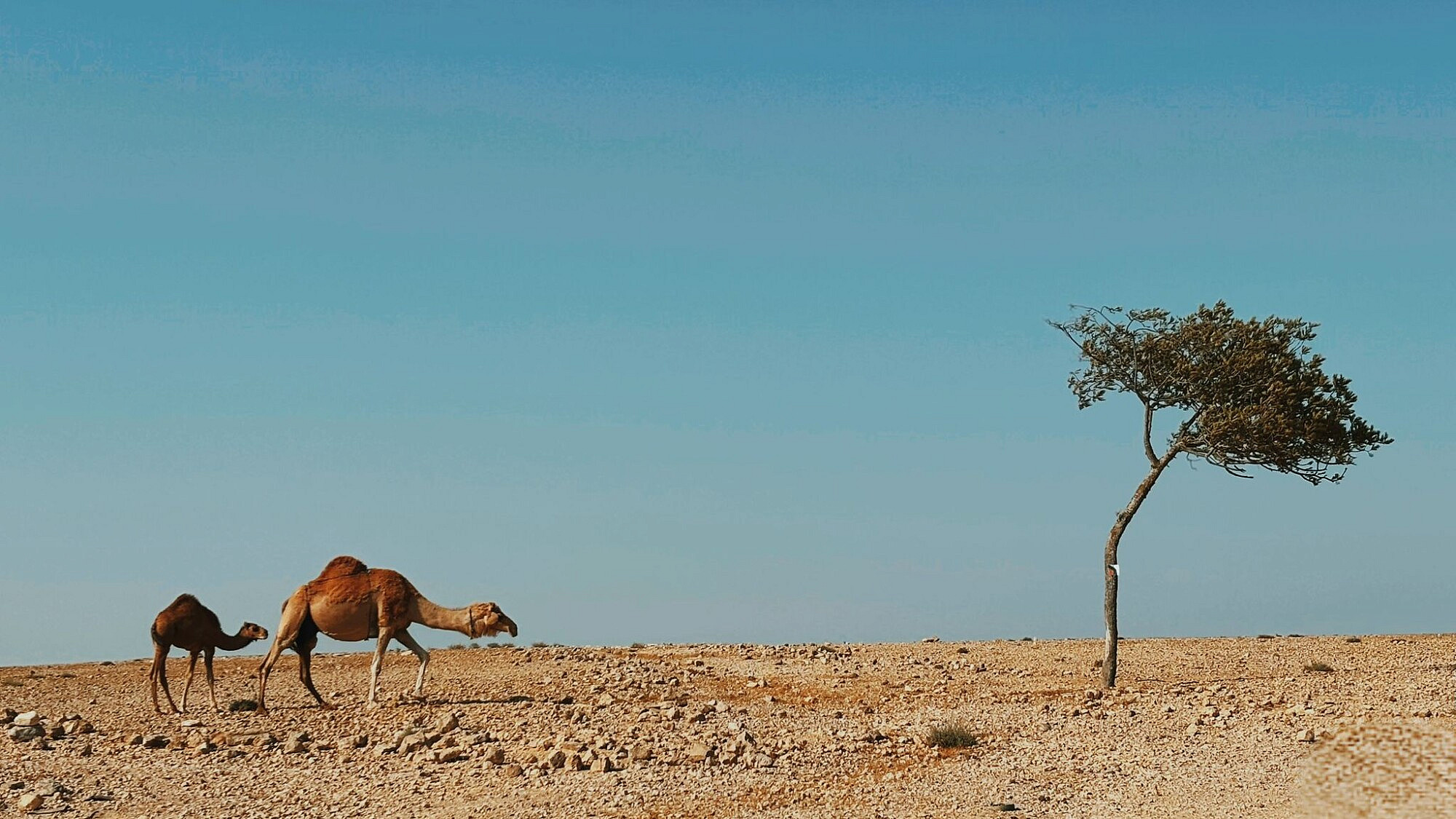 שירה רזיאל, בפנוכו