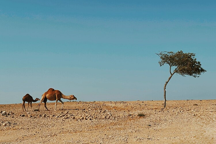 שירה רזיאל, בפנוכו