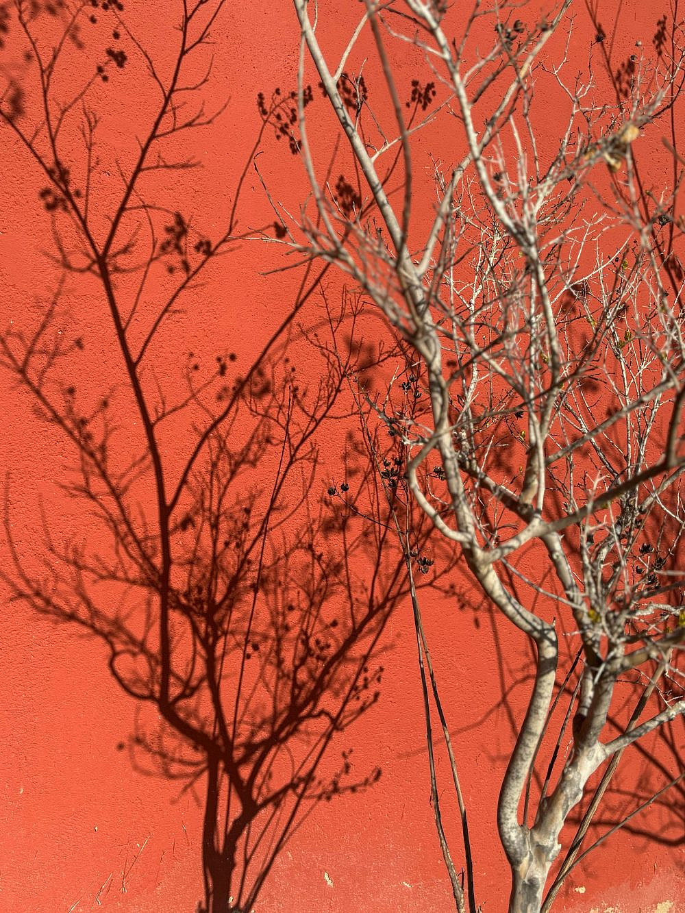 שירה רזיאל, בפנוכו