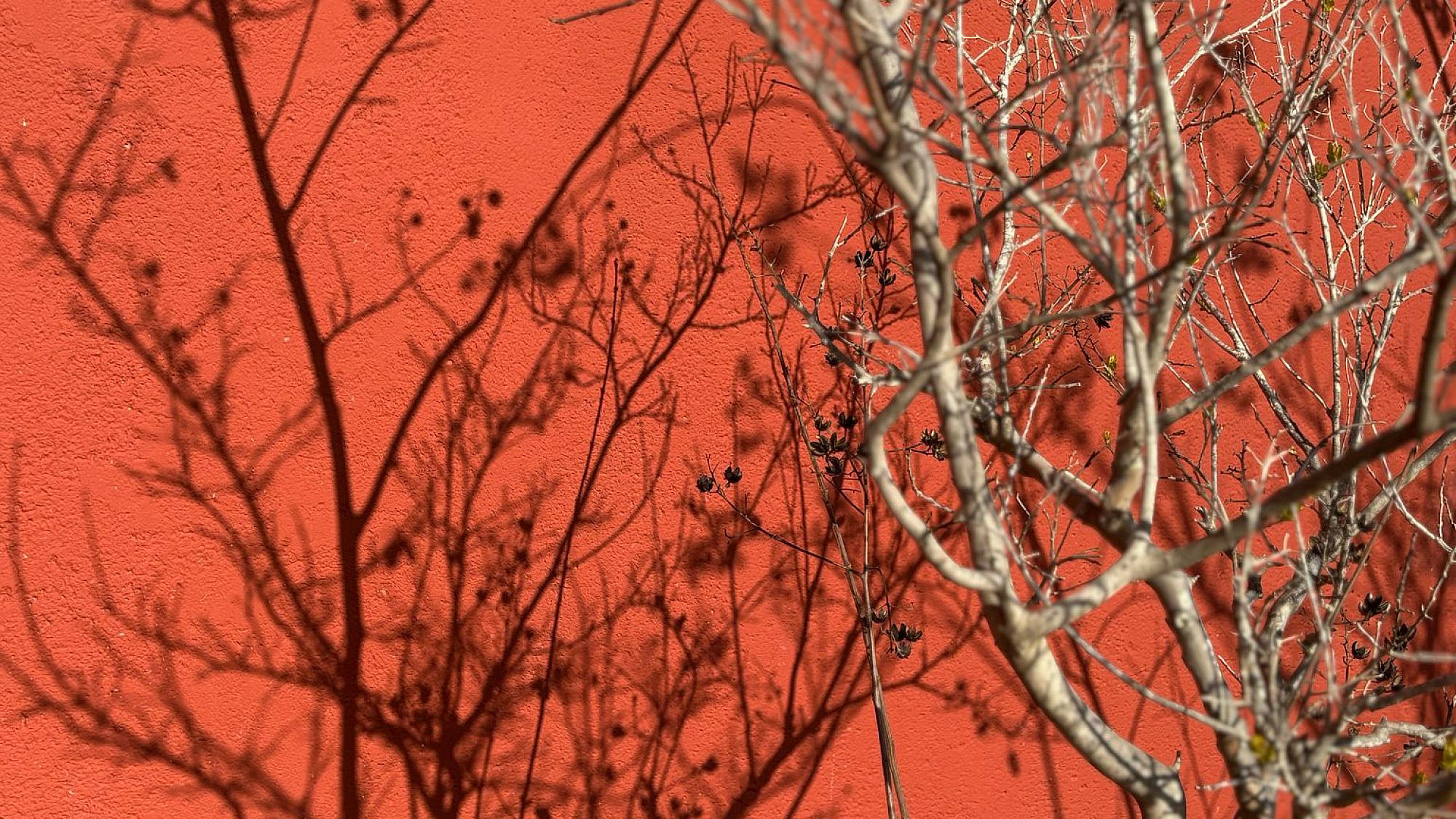 שירה רזיאל, בפנוכו