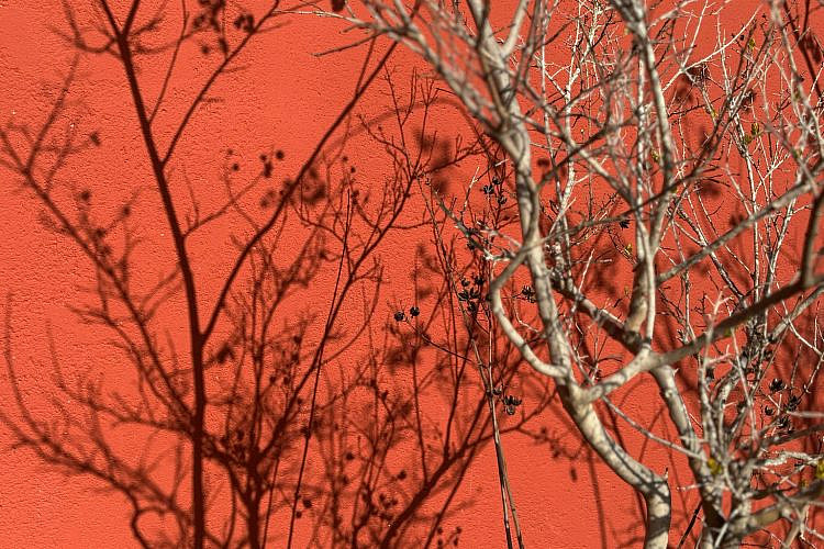 שירה רזיאל, בפנוכו