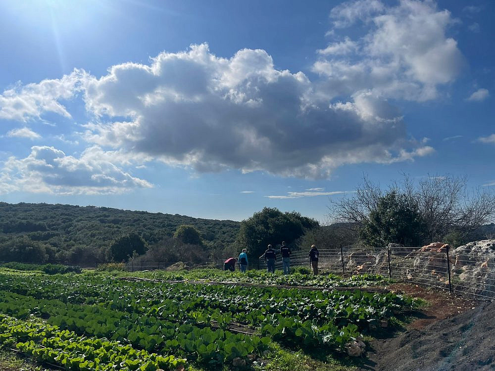 ירוק בעיניים (צילום עמותת זמן גליל מערבי)