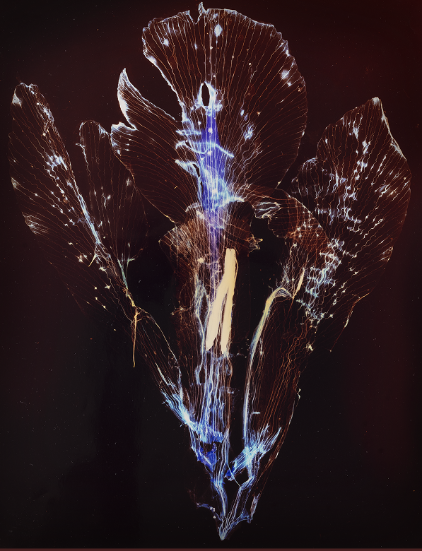 אורה לב, בית טיכו