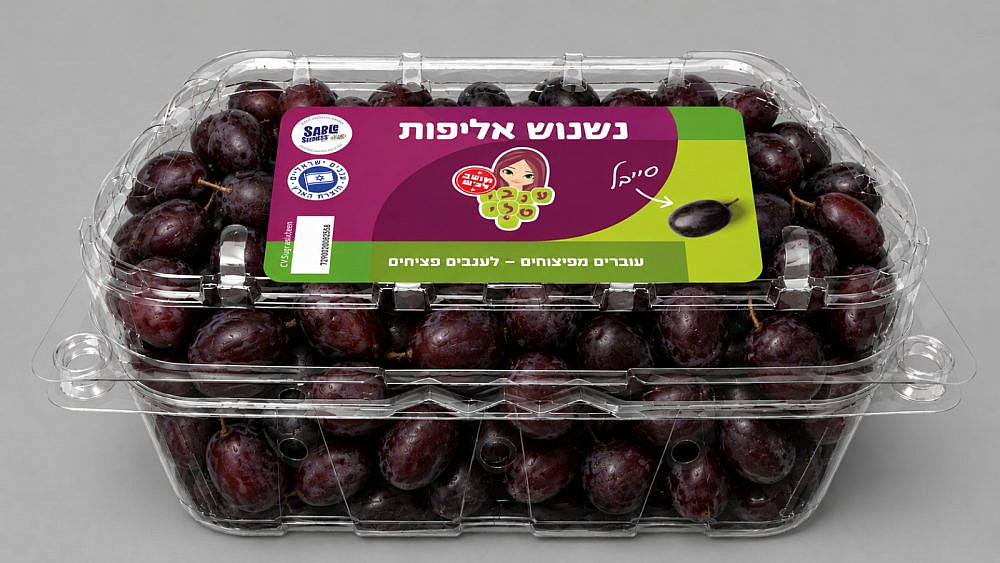ענבי טלי בוולט (צילום יח"צ)