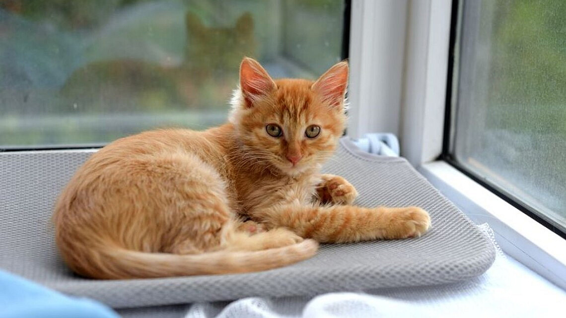 new kitten home. צילום: Pexels new kitten home. צילום: Pexels