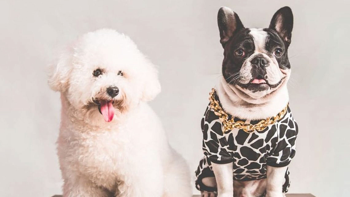 כלבים קטנים. צילום: Pet foto באתר PEXELS כלבים קטנים. צילום: Pet foto באתר PEXELS