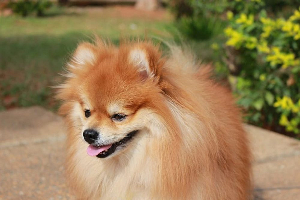 פומרניאן. צילום: Tutty pomerania באתר PEXELS